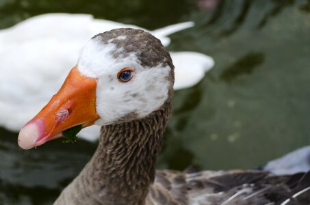 Orange duck mallard