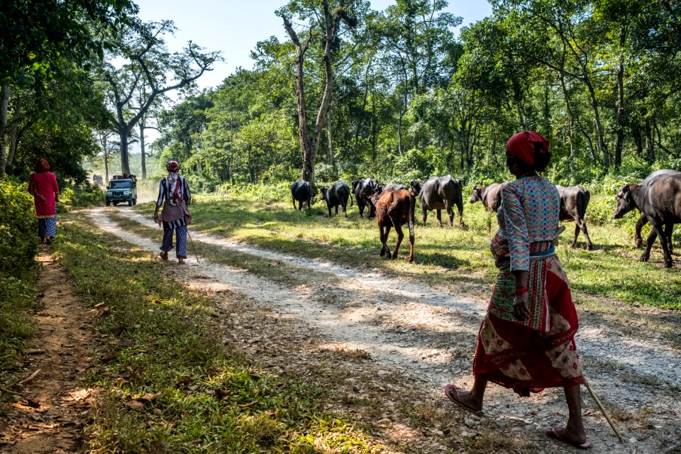 USAID Measuring Impact Conservation Enterprise Retrospective (Nepal; National Trust for Nature Conservation) (40301291771)