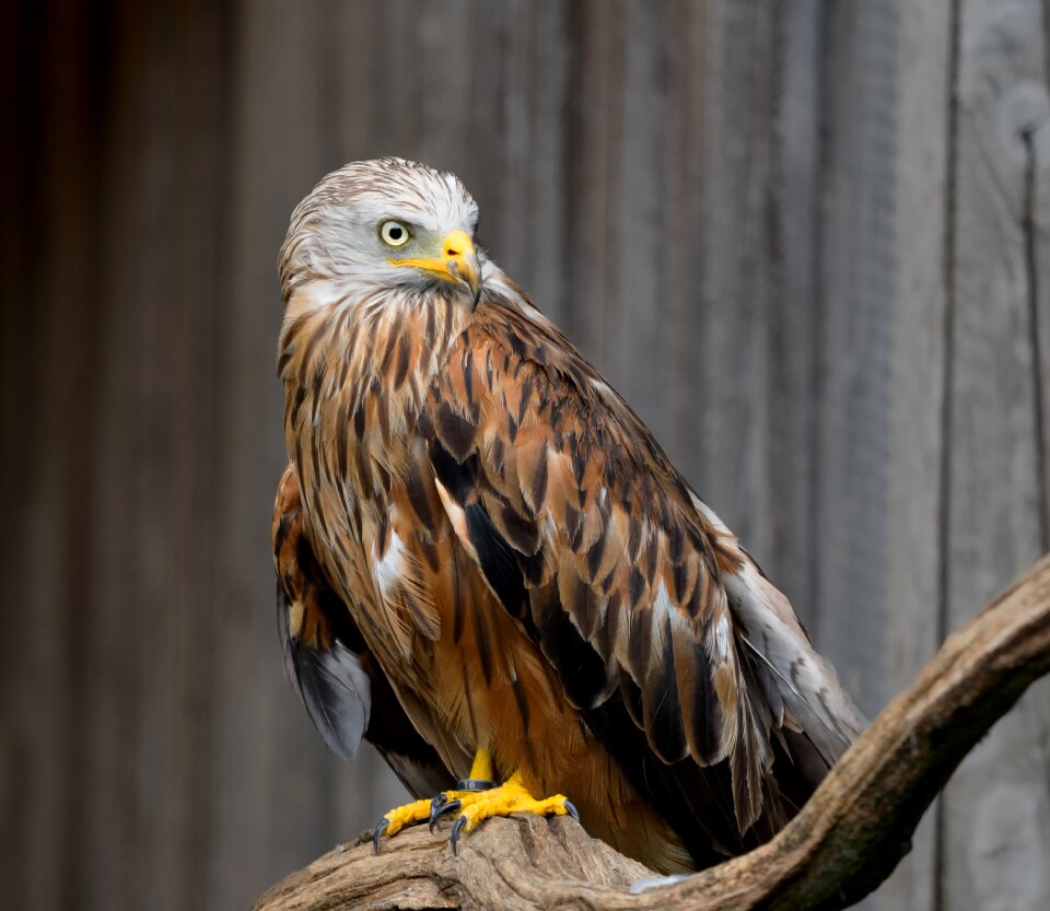 Milvus milvus feather animal
