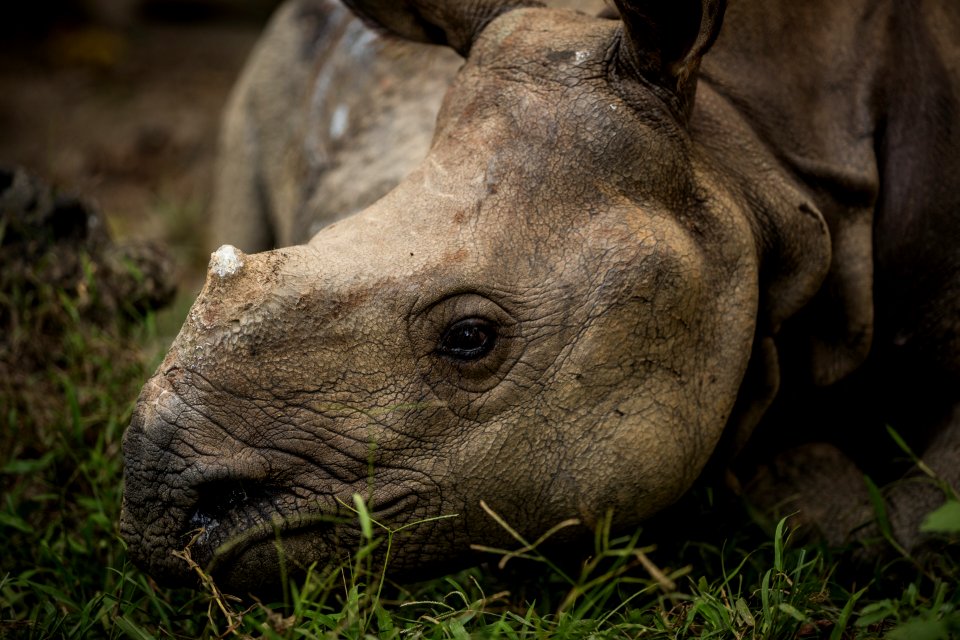 USAID Measuring Impact Conservation Enterprise Retrospective (Nepal; National Trust for Nature Conservation) (40256147142)