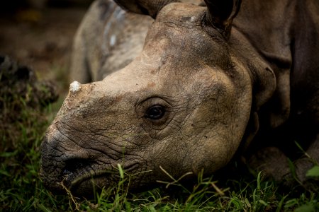 USAID Measuring Impact Conservation Enterprise Retrospective (Nepal; National Trust for Nature Conservation) (40256147142)