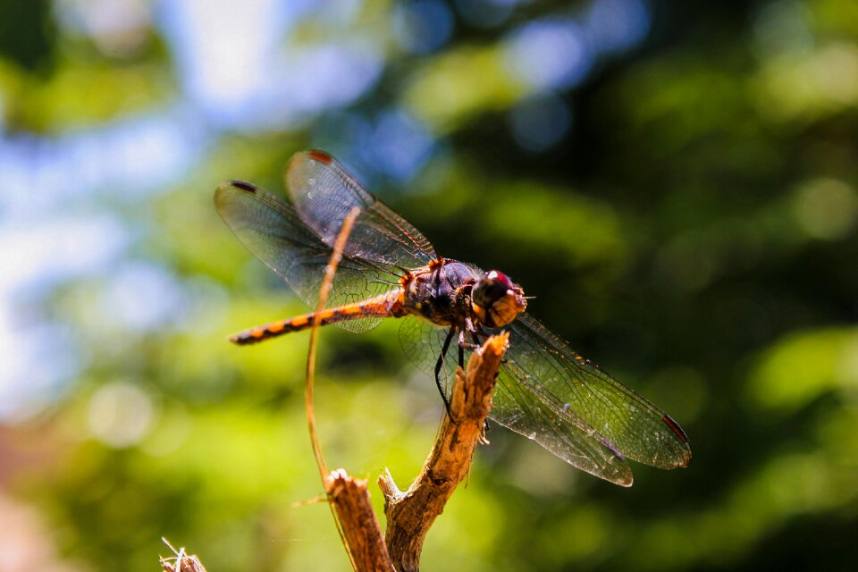 Insect wildlife macro