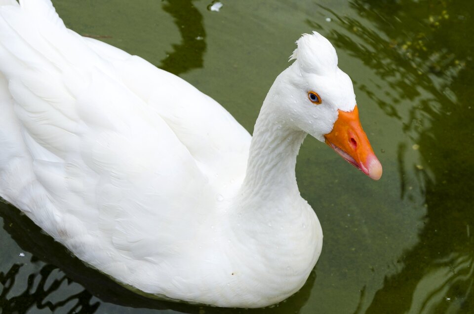 Orange duck mallard