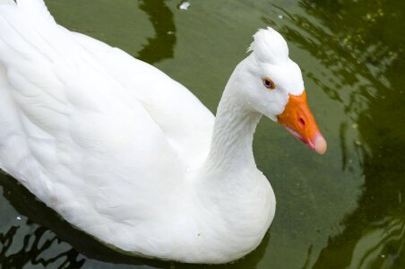 Orange duck mallard photo