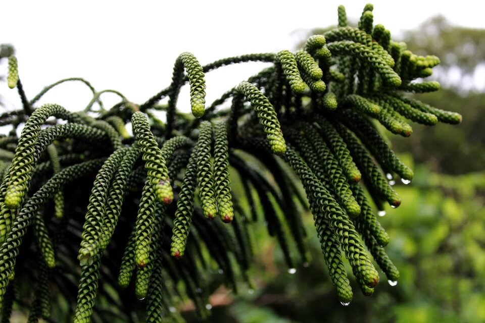 Rain green nature
