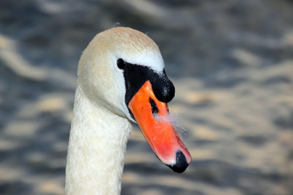 Bird animal world nature