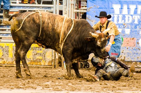 Animal rodeo cowboy
