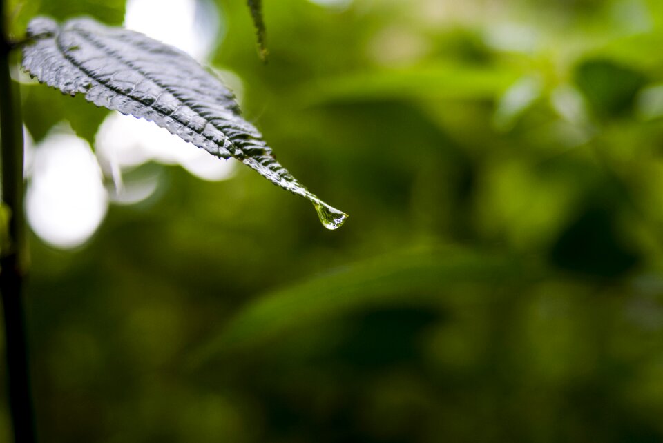 Leaf outdoors approach