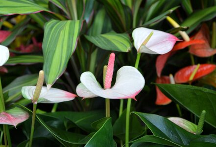 Green nature plant