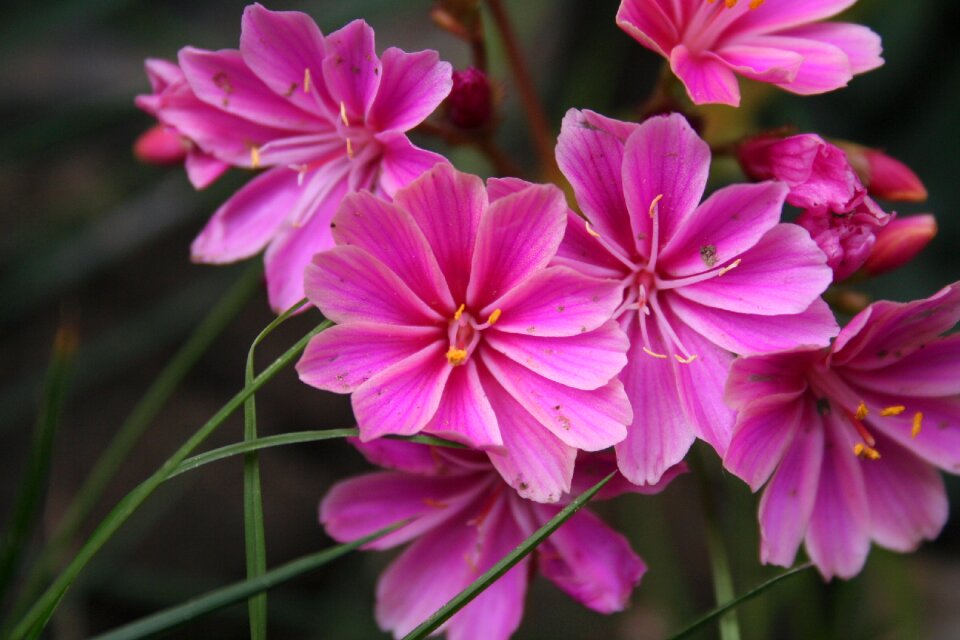 Nature plant garden