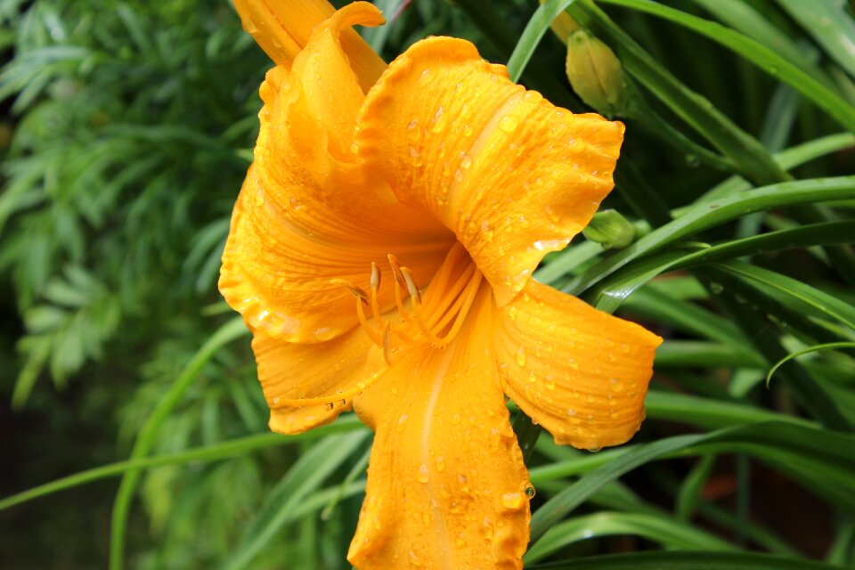 Nature plant garden