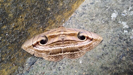 Butterfly eye strange