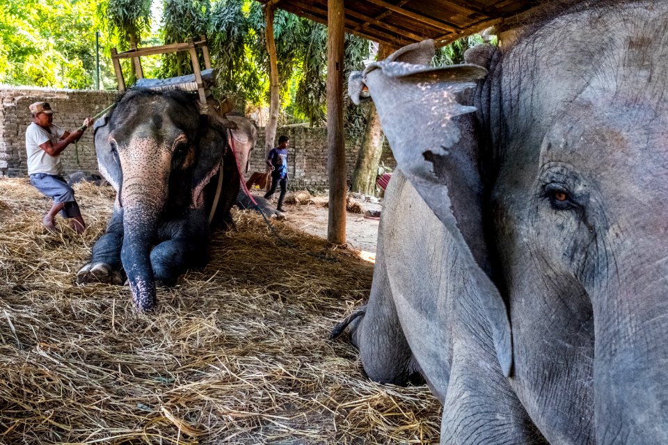 USAID Measuring Impact Conservation Enterprise Retrospective (Nepal; National Trust for Nature Conservation) (40255810502)