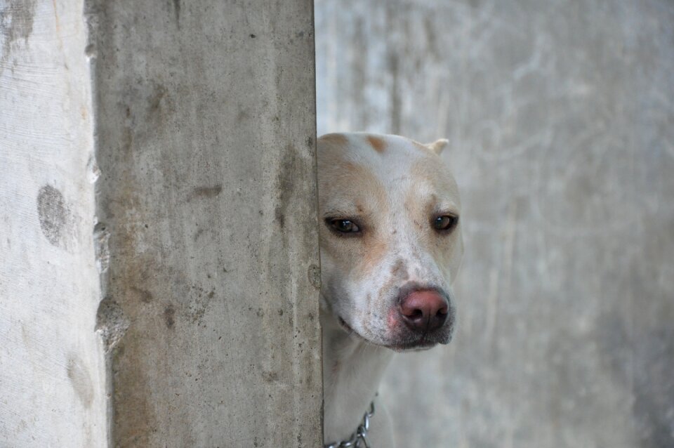 Canine cute portrait