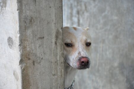 Canine cute portrait