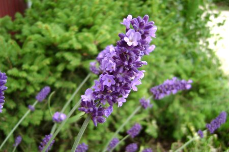 Lavender aromatico blue summer lavender flowers photo