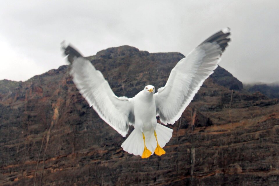 Bird flying wait