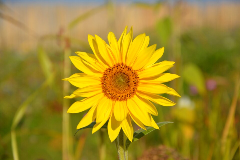 Sun yellow was big flower