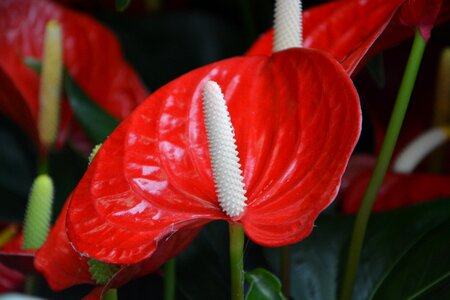 Anthurium andreanum mix gift offer original plant