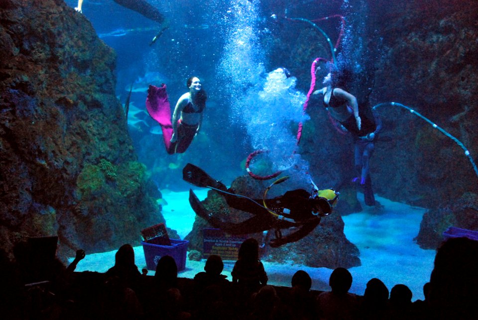 US Navy 110502-N-CI293-071 Mermaids swim with Navy Diver 1st Class Bryce Weber at the Denver Aquarium during Denver Navy Week