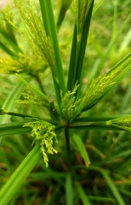 Meadow bush fresh