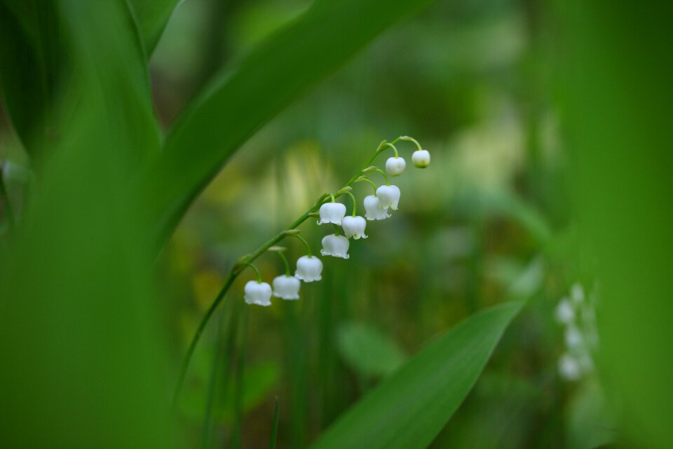 Leading pearl of great price lily of the valley