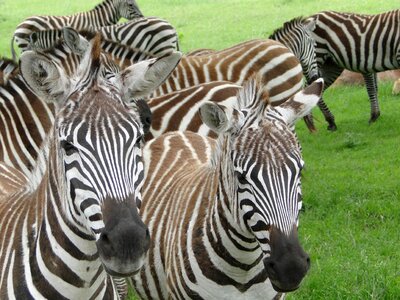 Animal equine jungle