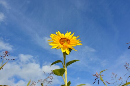 Yellow nature big flower photo