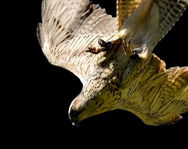 Access raptor wild animal