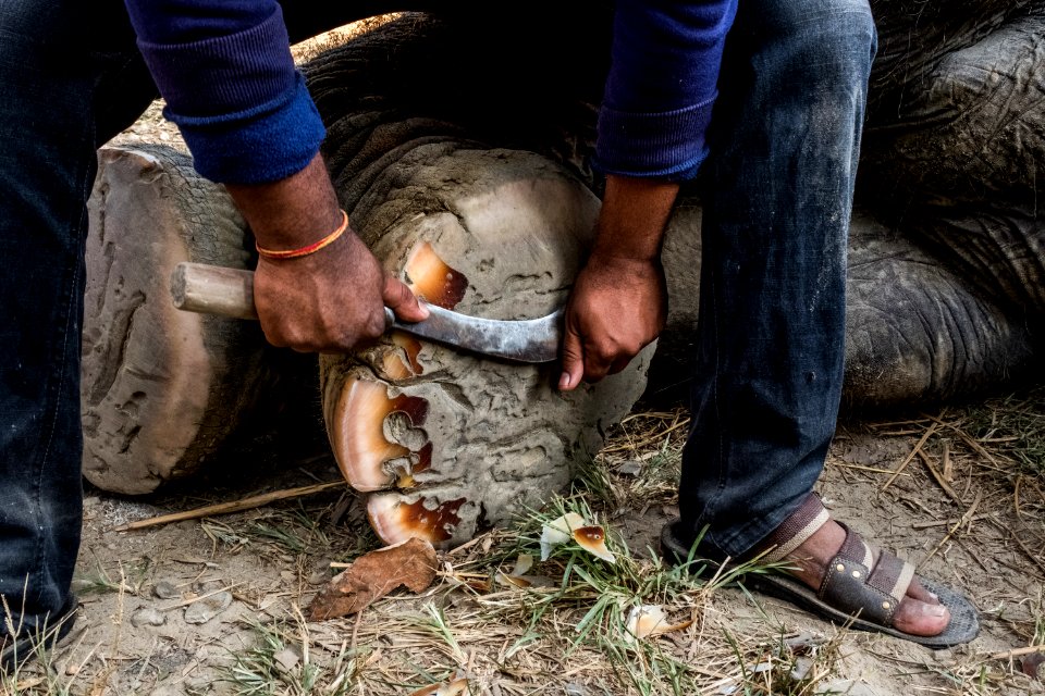 USAID Measuring Impact Conservation Enterprise Retrospective (Nepal; National Trust for Nature Conservation) (39403781425)