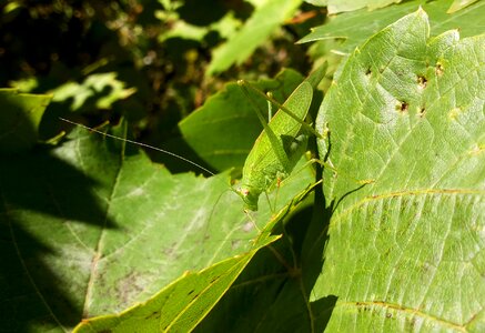 Green wildlife bug