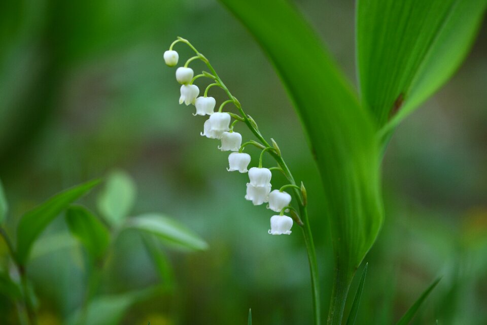 Outdoors flowers silver bell