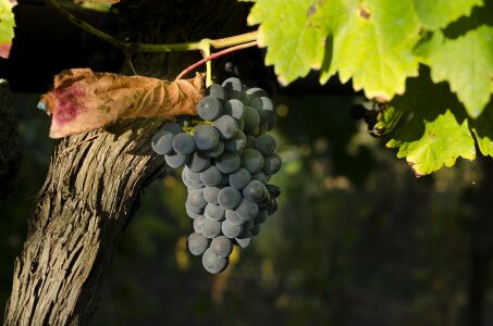 Vineyard cultivation cluster