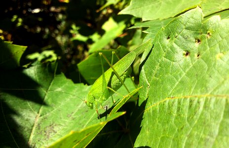 Macro bug wildlife photo