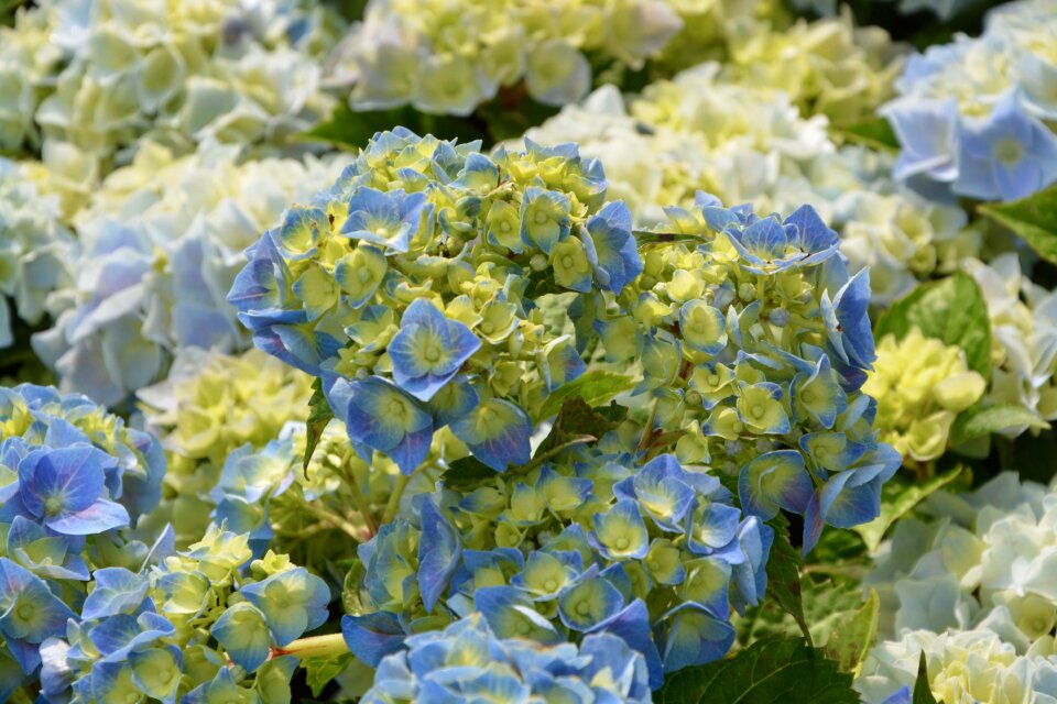 Flowers plant blue flowers