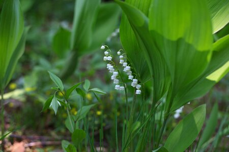 Flowers season lily of the valley photo