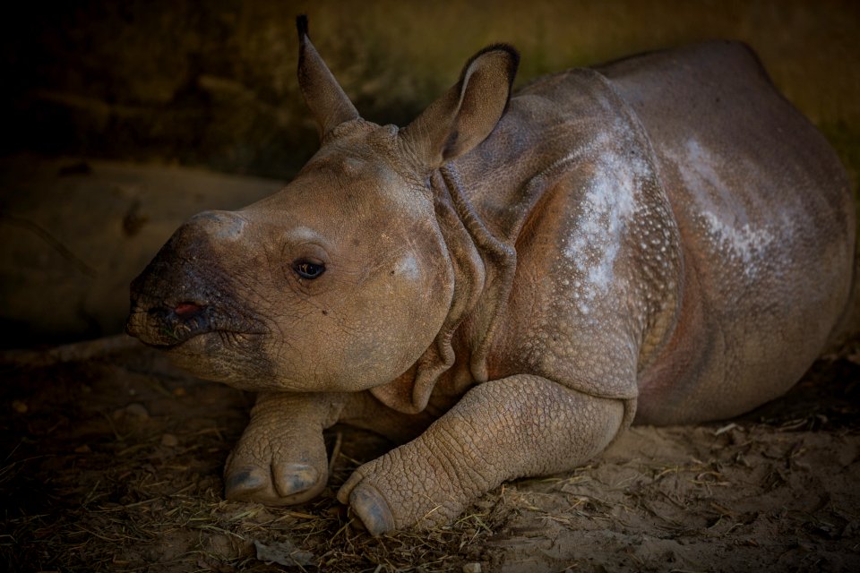 USAID Measuring Impact Conservation Enterprise Retrospective (Nepal; National Trust for Nature Conservation) (38491767170)