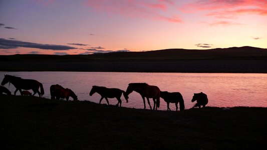 Sunset horses mongolia