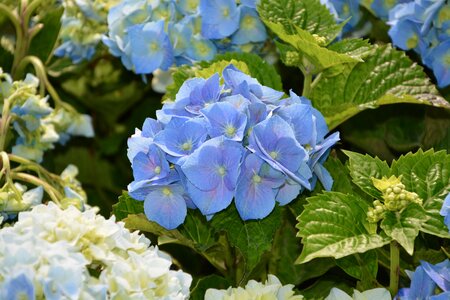 Garden botany blossomed