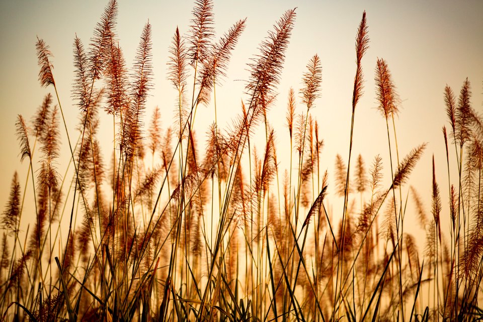 USAID Measuring Impact Conservation Enterprise Retrospective (Nepal; National Trust for Nature Conservation) (26429216578)