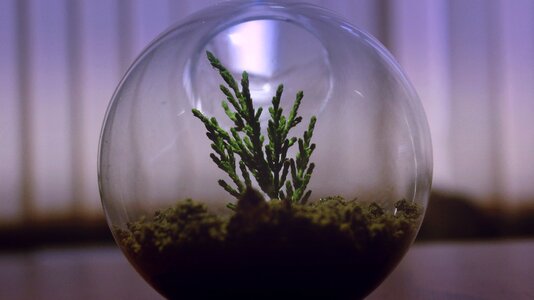 Glass bowl soil photo