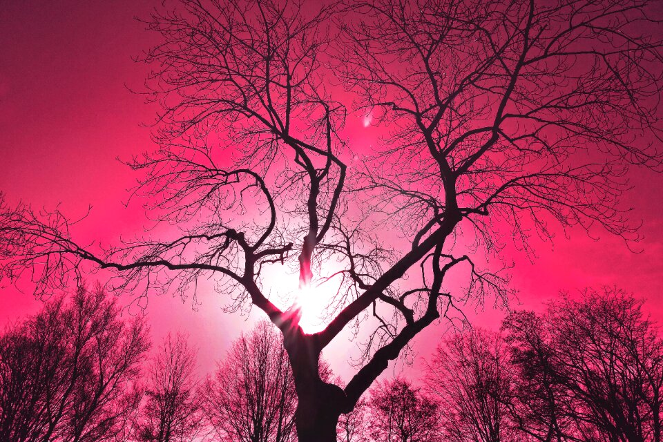 Tree silhouette bare tree winter tree