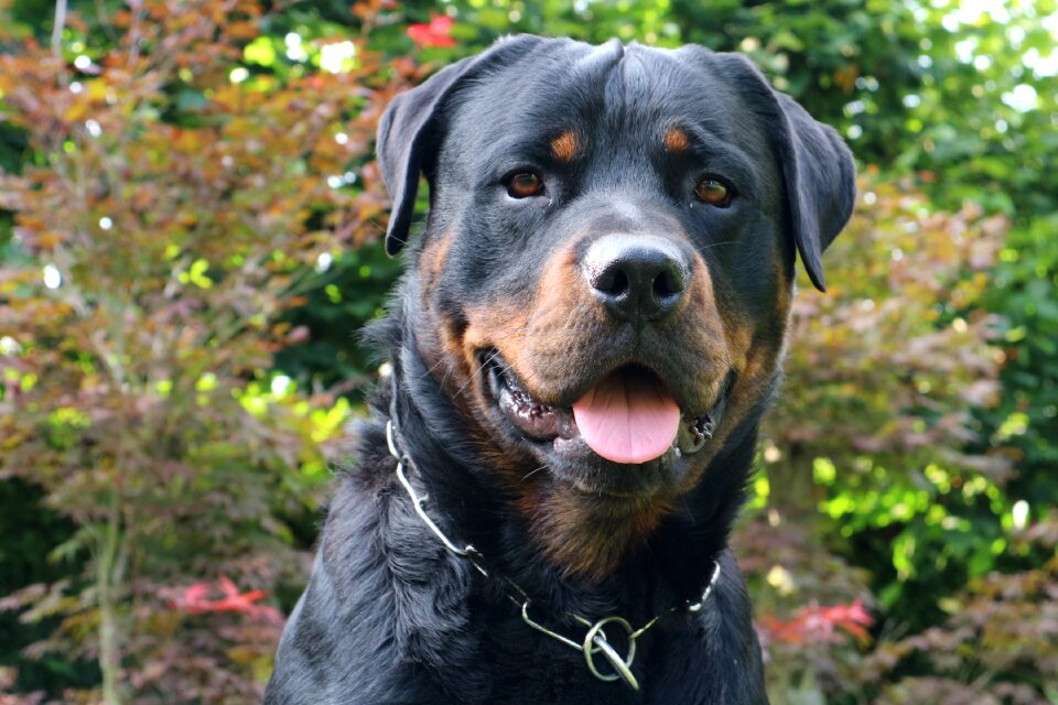 Pet canine portrait