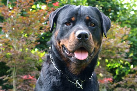 Pet canine portrait photo