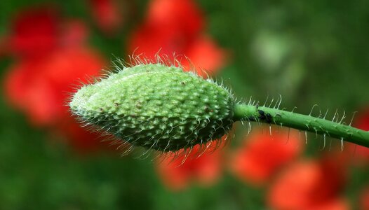 Plant poppy bud