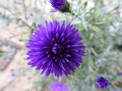 Botany blue flower plants flowering