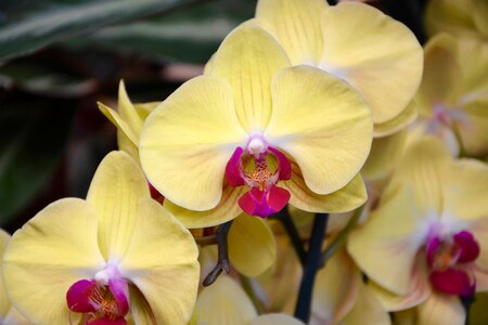 Offer flowers orchid orchidaceae