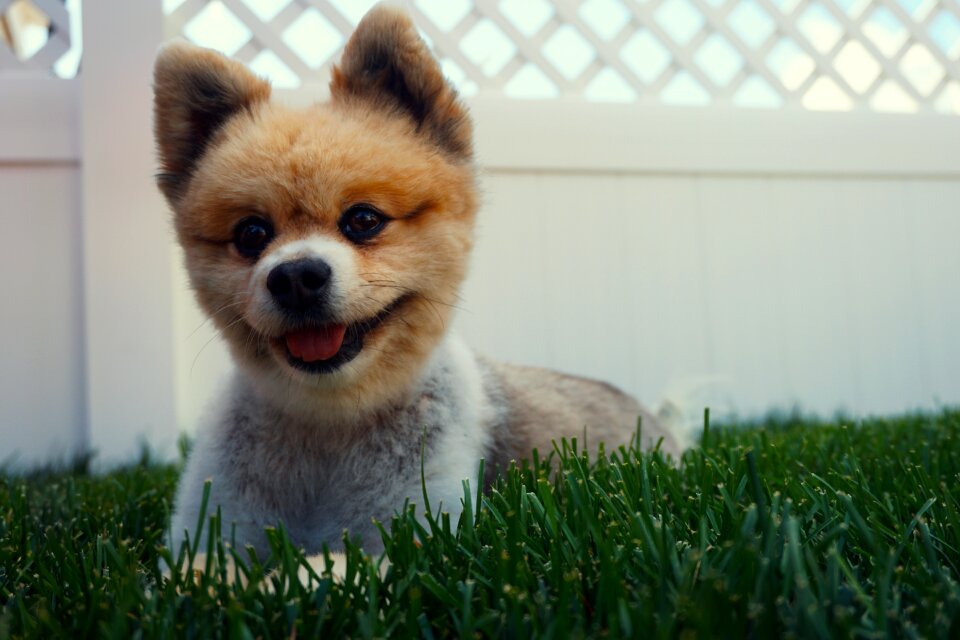 Smile grass backyard