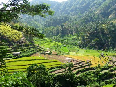 Indonesia rice hill