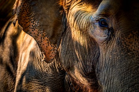 USAID Measuring Impact Conservation Enterprise Retrospective (Nepal; National Trust for Nature Conservation) (26429166808)